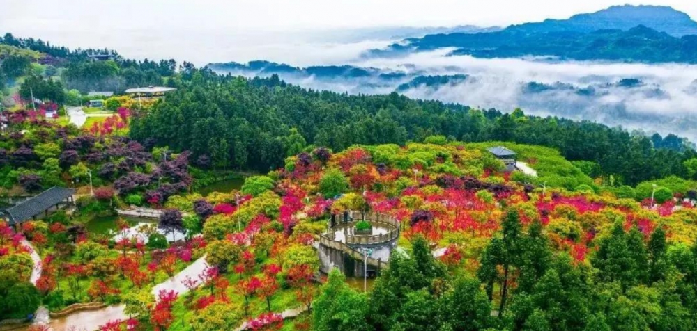 端午佳节"粽"香巴南区圣灯山镇五洲园,来赏夏季红枫全国独有景观,门票