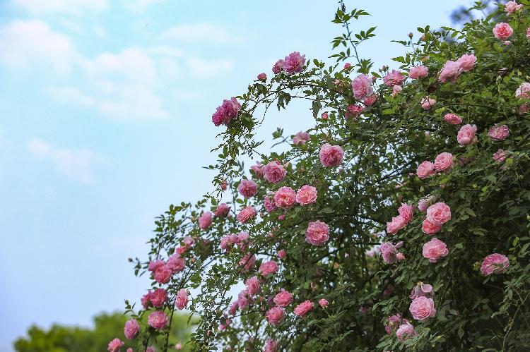 3月26日,游客在重庆市北碚区金果园景区欣赏盛开的蔷薇花.