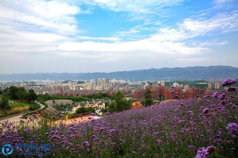 5月23日,游人在北碚自然世界公园欣赏盛开的柳叶马鞭草(摄影:秦廷富)