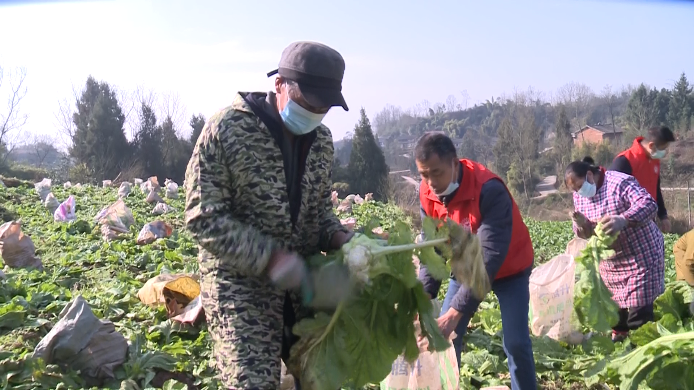 最近几天垫江这些村民在田间做这样的事.