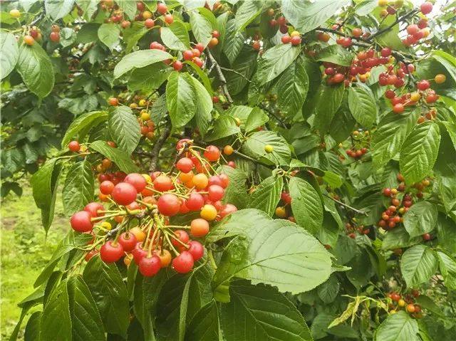 在丰都,春天不做这些事就亏啦,摘樱桃,摘草莓,摘桑葚…就等你了!