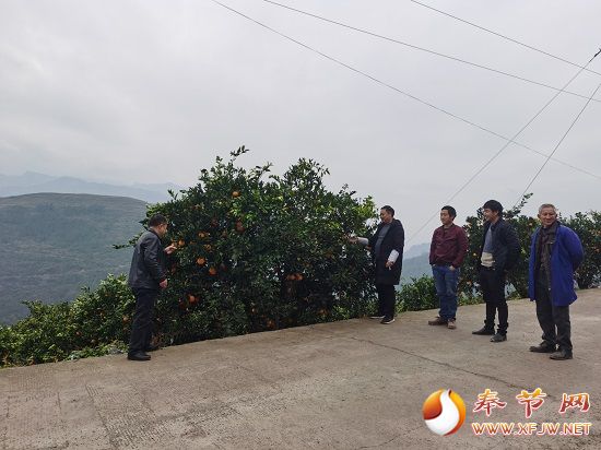 脐橙冬管知识普及 奉节网讯(通讯员 黄家学)连日来,石岗乡分管农业