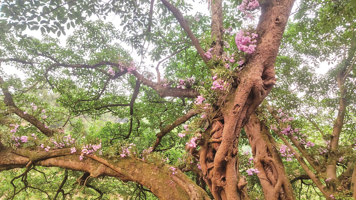 中山古镇现新景黄桷树上开鲜花