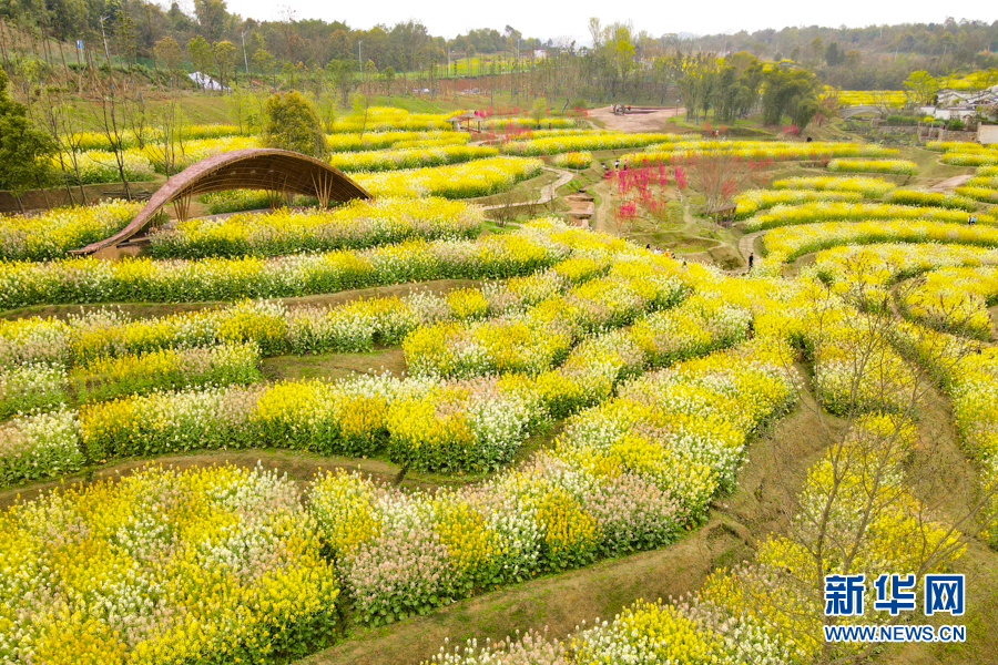 彩色油菜花海 点靓"醉美"春天