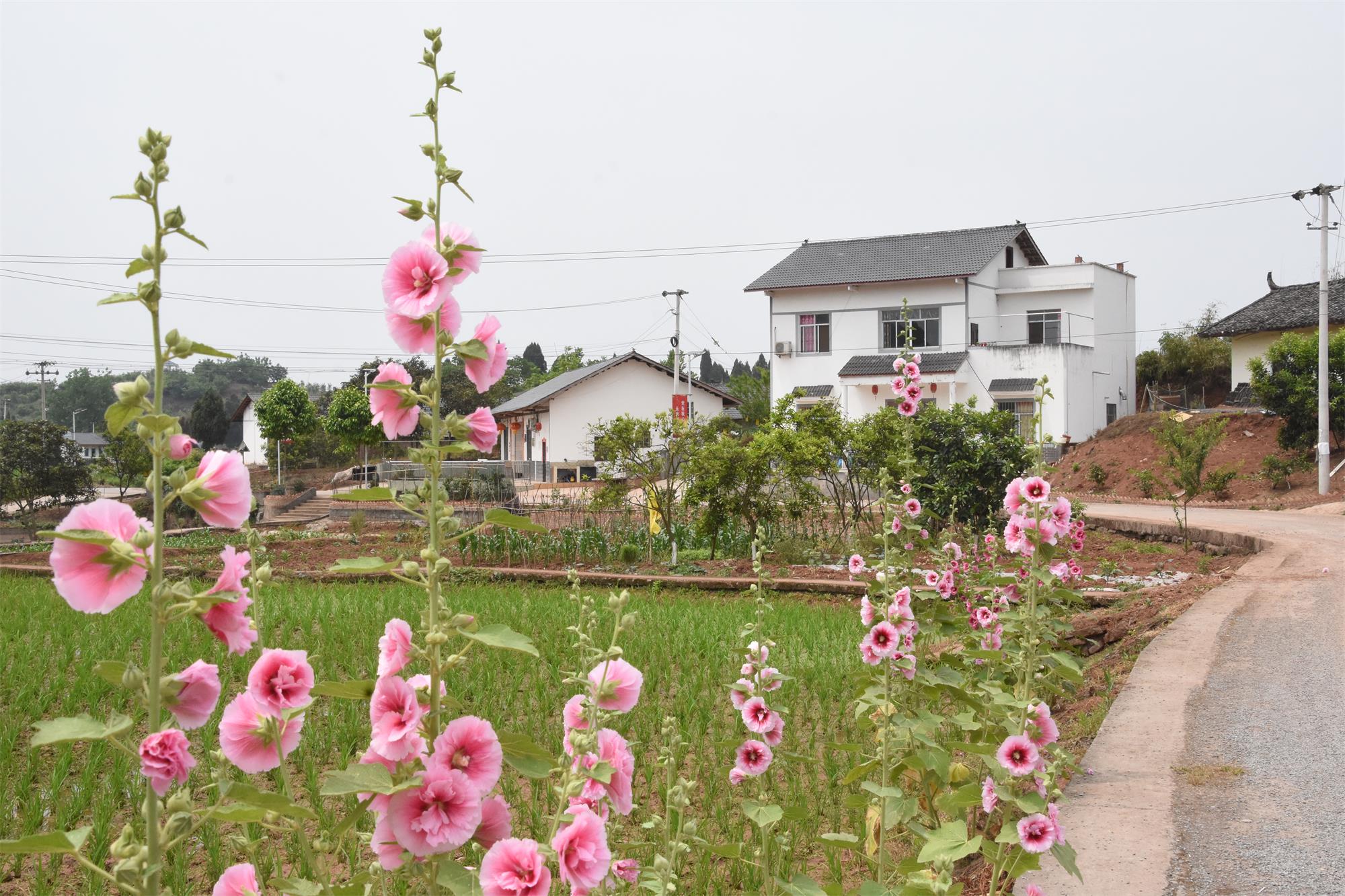 重庆荣昌:乡村旅游"旺"起来 村民腰包"鼓"起来