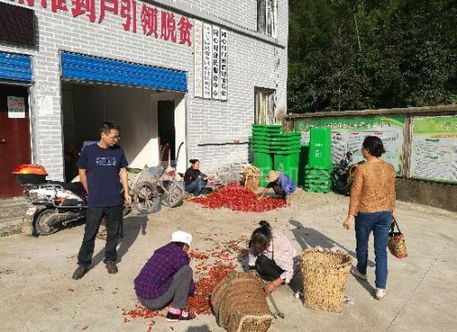 重庆石柱县河嘴乡同心村村民正在出售辣椒 通讯员 王青钦 摄