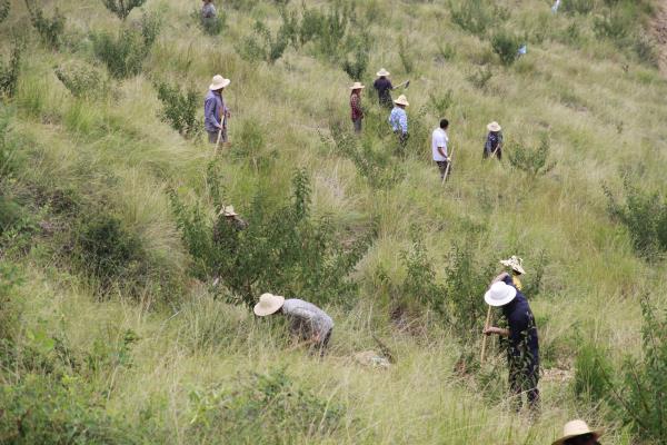 陈仁贵把荒山变qq农场式果园