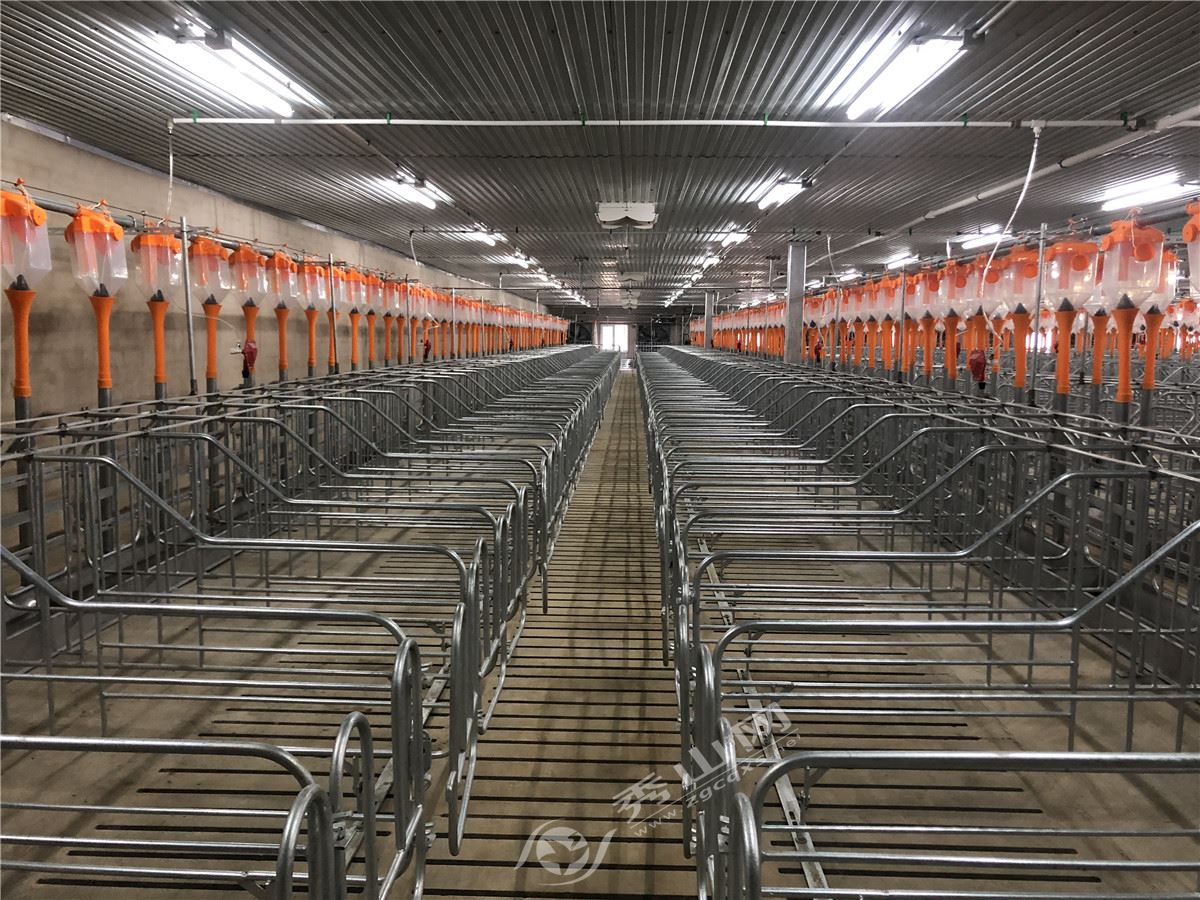 工人们正忙着对猪场生产线进行消毒工作,整个种猪场区包含的生活区