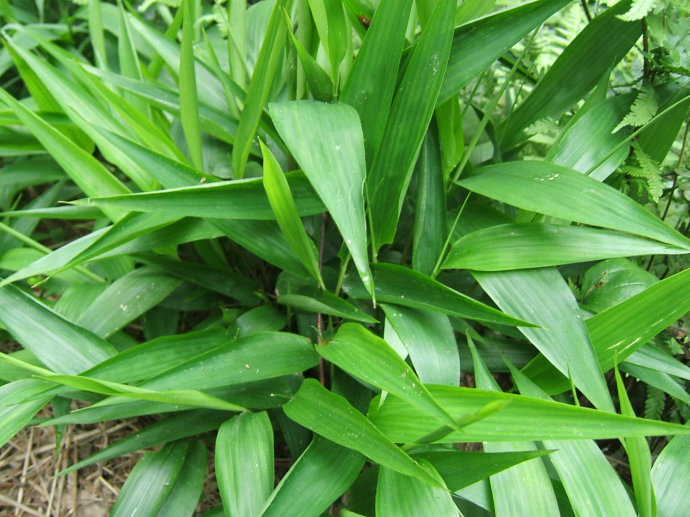 这几种野菜不错,你吃过吗,你家乡有没有呢?