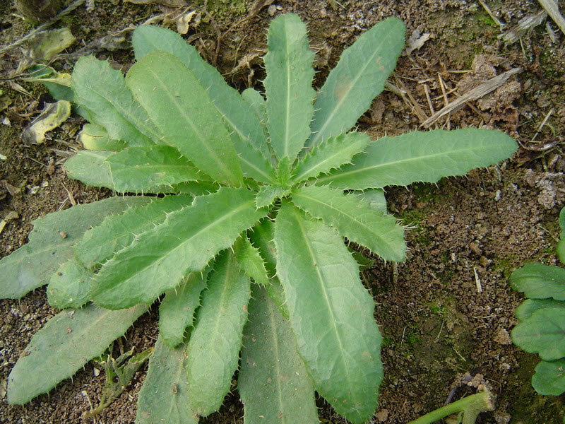 "千针草"是农村常见的野草,秋季经常食用,可以降压,祛瘀