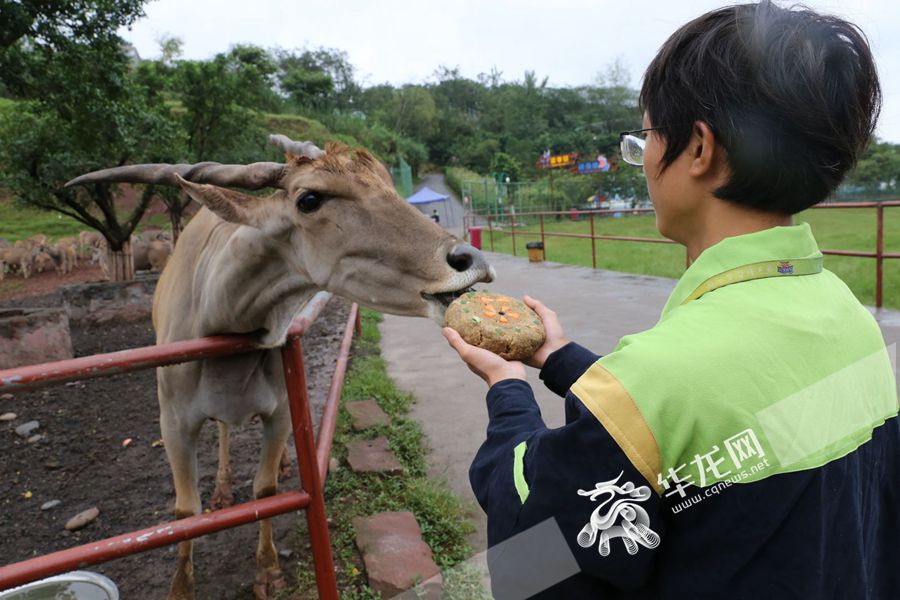 乐和乐都的动物们过中秋 吃上"专属"月饼