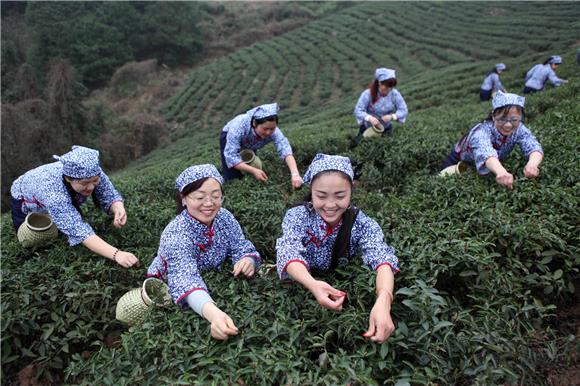 茶园设擂台 女干部采茶庆"三八"