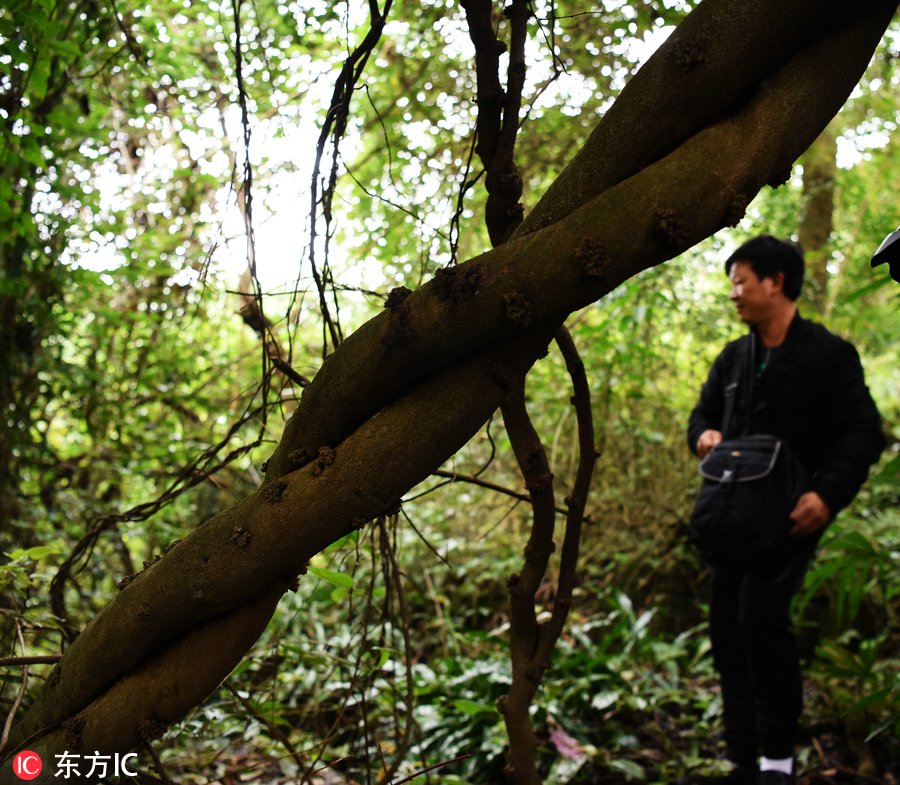 酉阳:一根神秘老树藤盘踞了整个小山坡