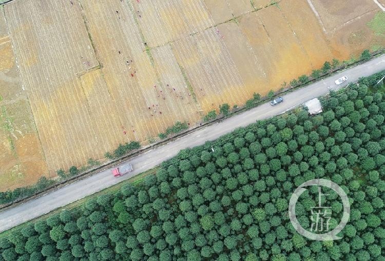 近日,重庆市酉阳土家族苗族自治县泔溪镇太平村油茶育苗基地,村民们