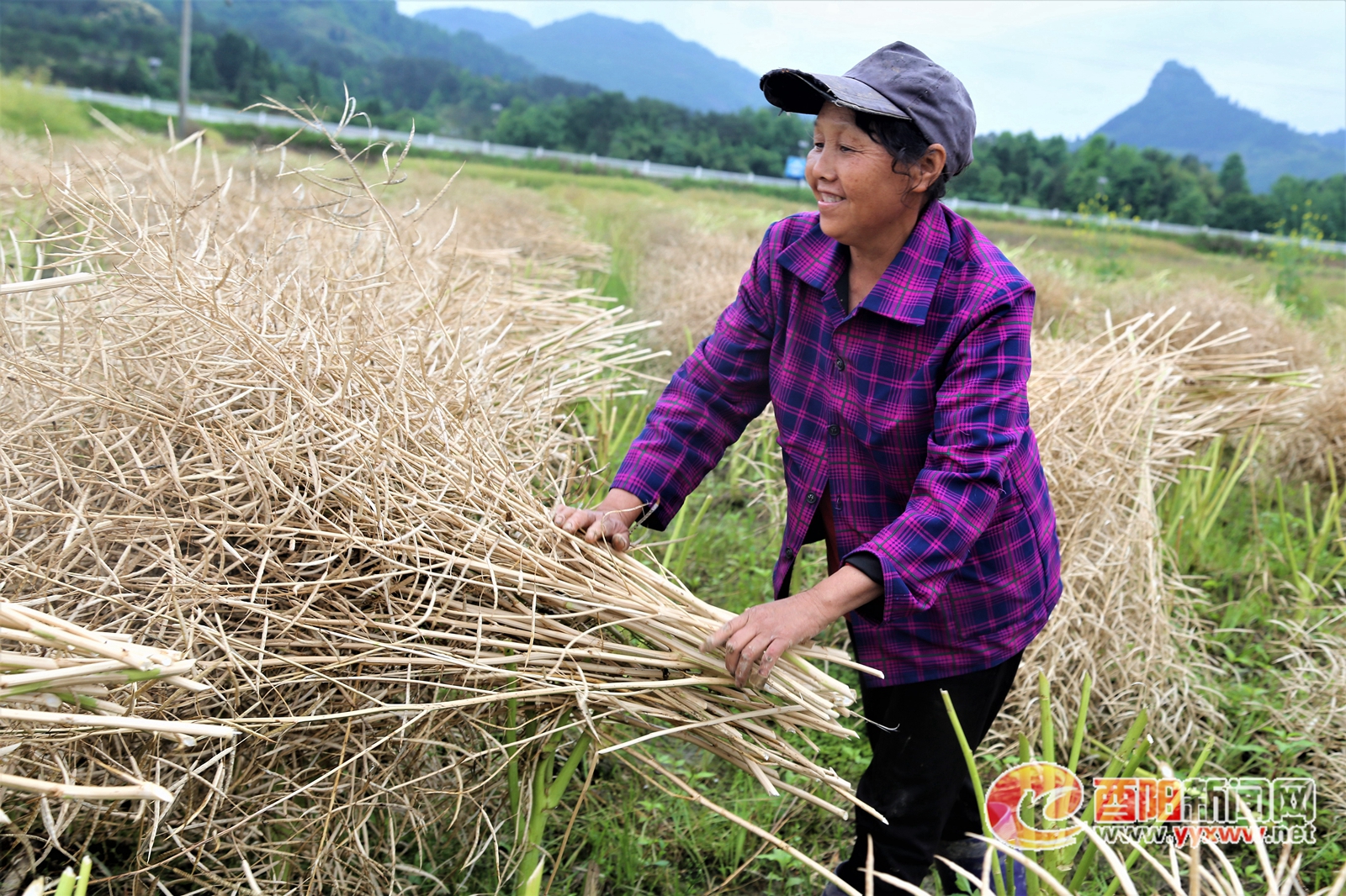 五福镇:又到油菜收割时