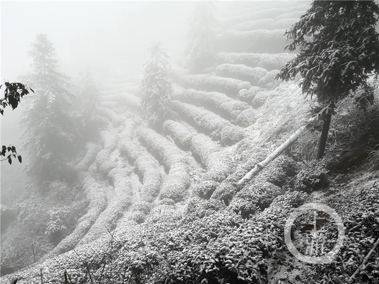 四面山下雪啦!望乡台瀑布被冰封