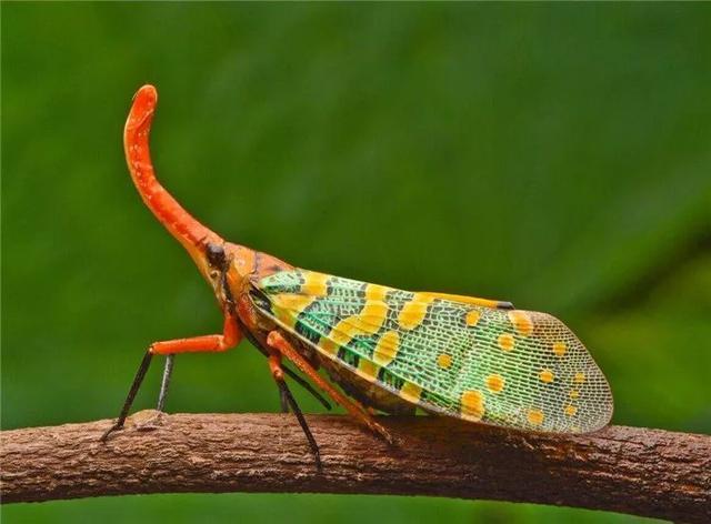 此次北京首届昆虫艺术展活动囊括了甲虫,螳螂,螽斯,蛛形纲,蝴蝶生态