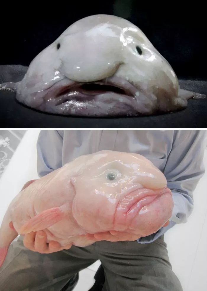 水滴鱼