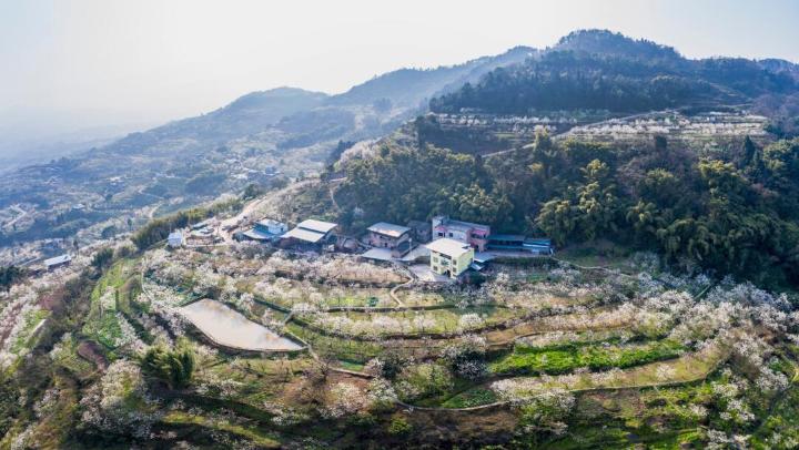 巴南鱼洞百胜村3000亩樱桃基地已花开成海