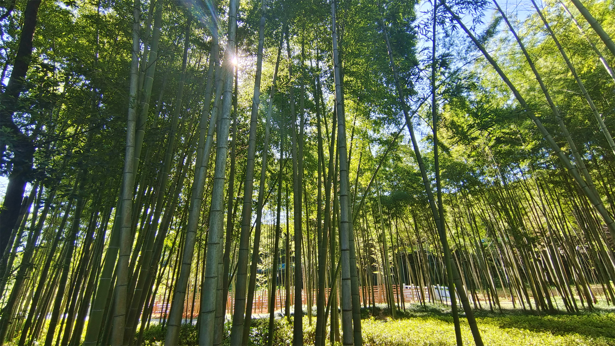 美丽吉安之峡江玉笥养生谷景区的竹林风光