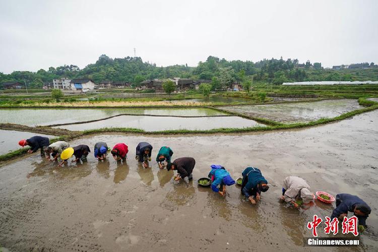 谷雨节气刚过,贵州省丹寨县民众抢抓农时,耕田,栽插.