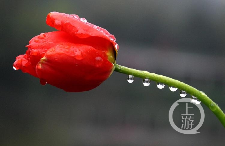 5月2日,重庆江北区,大雨过后,花朵的茎秆上留下了一串小水珠.