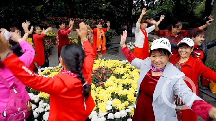 鹅岭公园:7万株菊花争奇斗艳 市民喜笑颜开