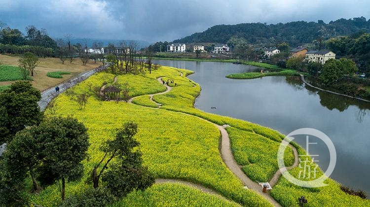 天坪山上油菜花开 踏春赏花好时节