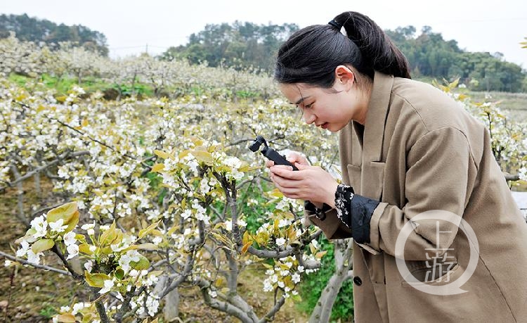 《聚焦花丛中 张朝阳 摄于巴南区二圣镇天坪山梨园