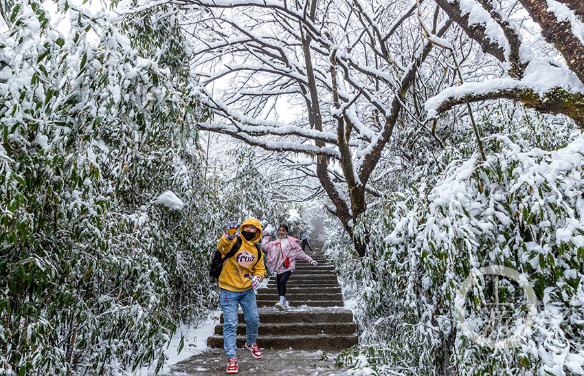 "小雪"降大雪 金佛山一夜之间变童话世界 上游新闻·汇聚向上的力量