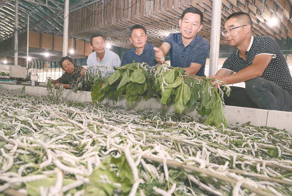 科技助蠶桑編織致富路