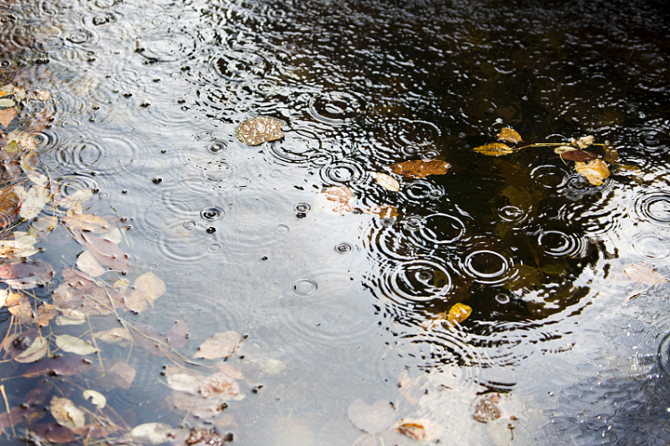 美文丨张爱玲:秋雨