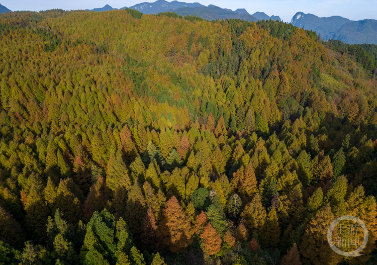 南川区山王坪镇图片