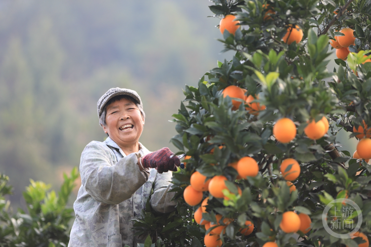 万亩脐橙迎丰收果农采摘供市场