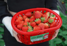 重庆渝北区：推广生态高效种植 引进草莓新品种