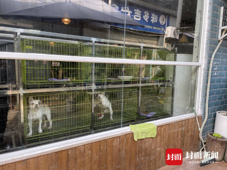 探訪成都狗市攤主稱想養禁養犬種有門路可幫忙辦證