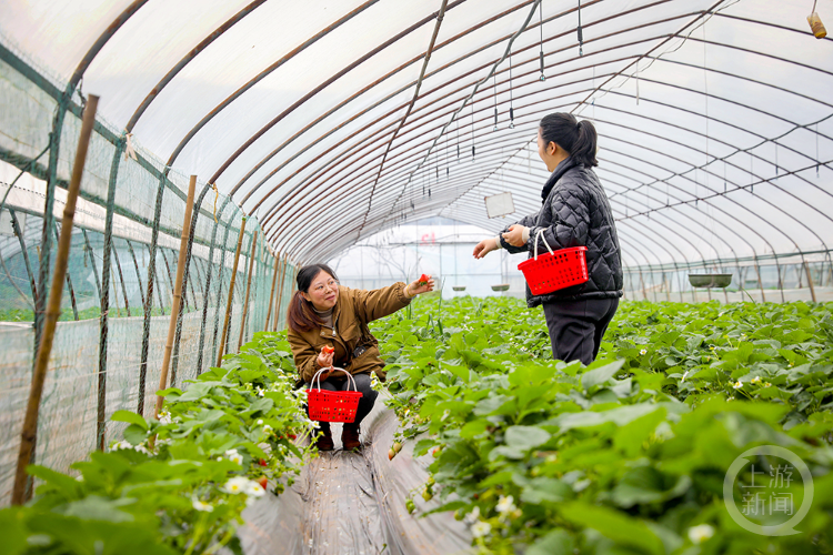 12月14日,在石板鎮喜愛草莓園內,大片草莓長勢旺盛,隱藏在片片綠葉下