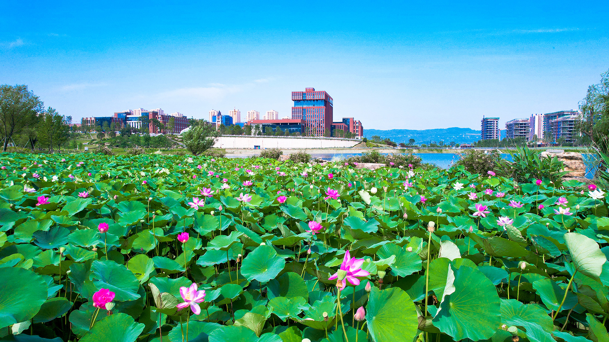 5月20日,西部科學城重慶高新區熙街,楊利偉參加2023年重慶市科技活動