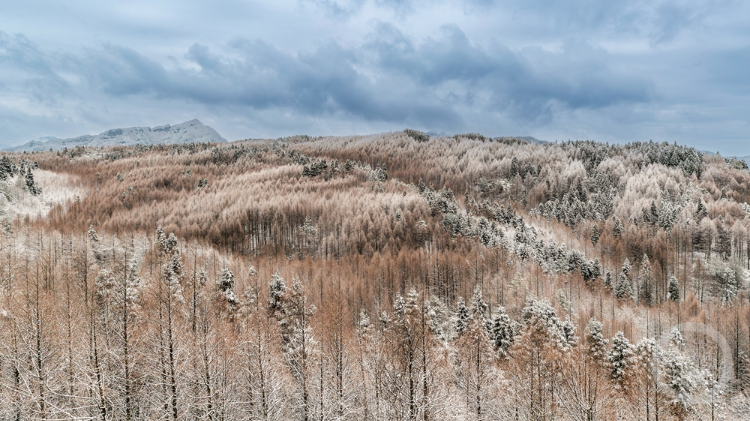 山王坪雪景图片