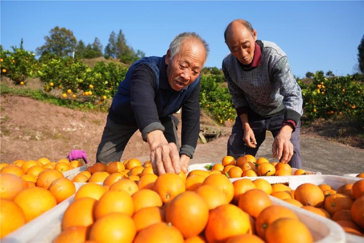 重庆巴南区:橙意满满!接龙蜜橙熟了