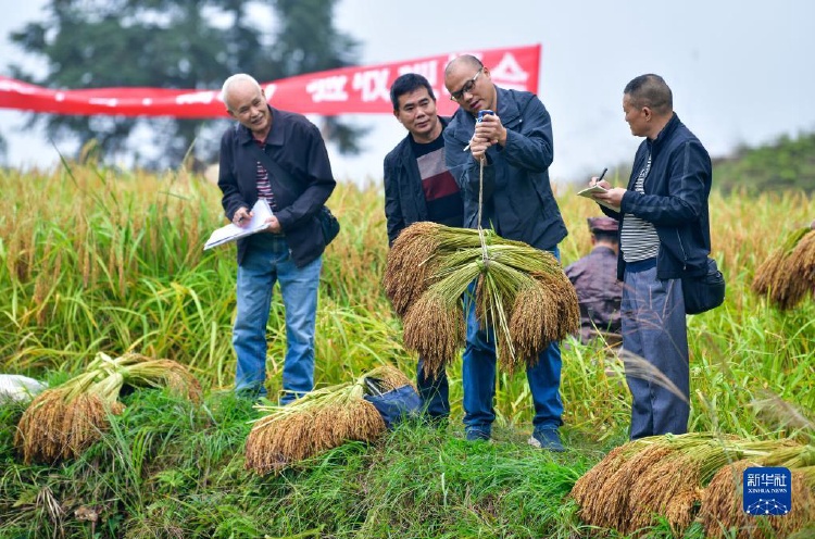 糧食產量連年穩定在13萬億斤以上中國飯碗牢牢端在自己手上