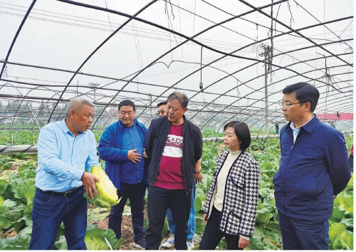 我們育成的雜交甘藍新品種渝榮1號和渝榮2號,保留了榮昌地方甘藍