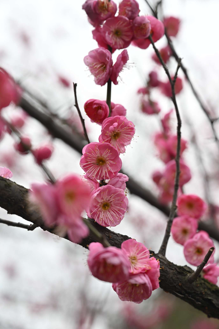 重庆江北区 滨江广场风景好 红梅花开迎春来