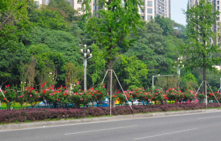 重庆南岸区:巧抓"春时"精细管护,绘就春日美丽画卷-上游新闻 汇聚向上