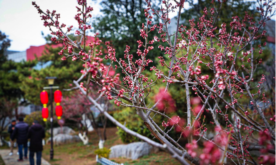 第十届徐州龟山探梅园梅花节开幕