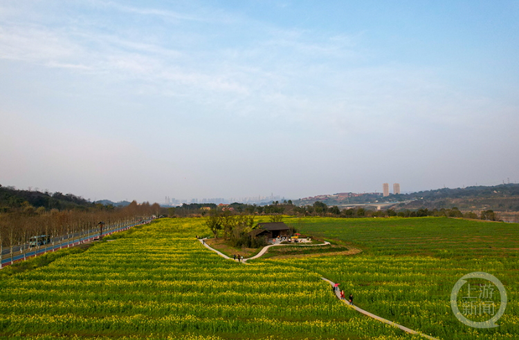 广阳岛油菜花节开幕