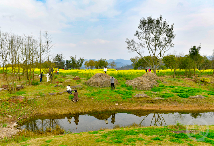 广阳岛油菜花节开幕