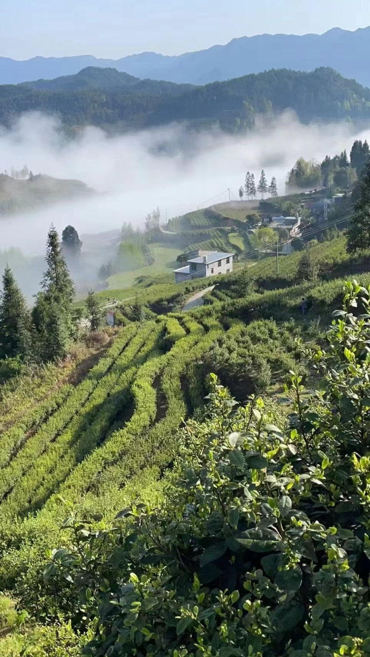 重庆酉阳县:以"贡茶"为媒 致富于民 宜居乡里茶韵浓-上游新闻 汇聚向