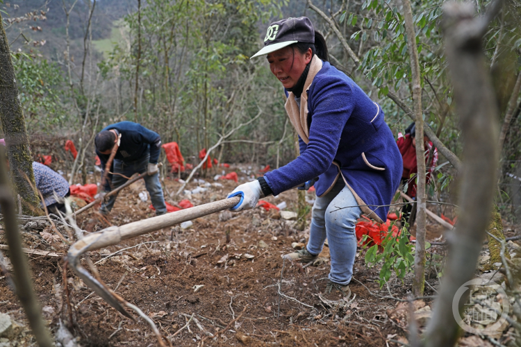 彭水林下种天麻助农增收