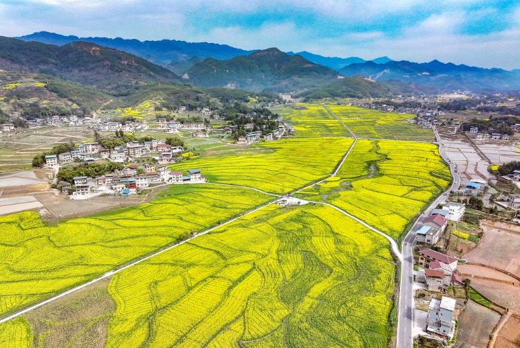 重庆梁平区冬闲田变致富田赏花经济助农增收
